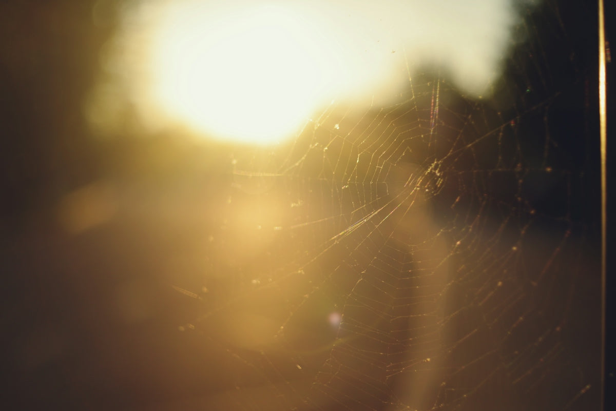 A spider web backlit by low golden light in a soft focus setting